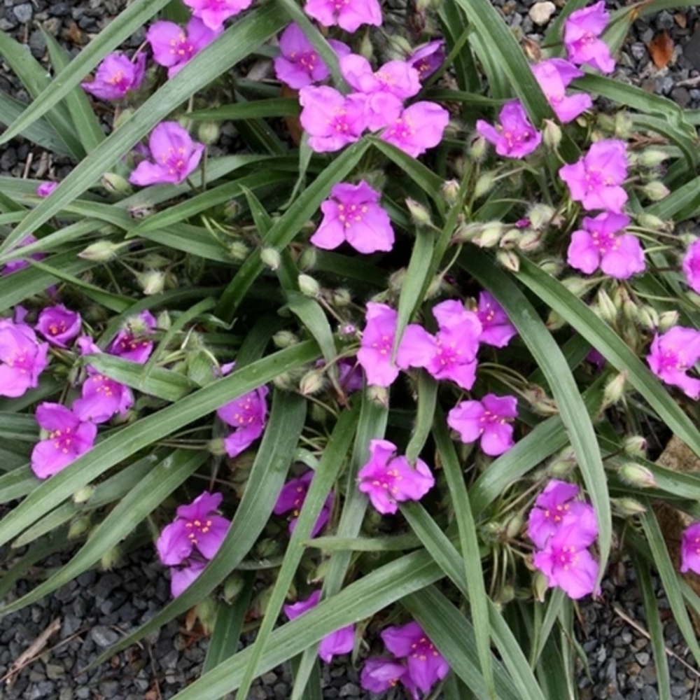 Pink Spiderwort.  25 plants $20 - Picture 4 of 5